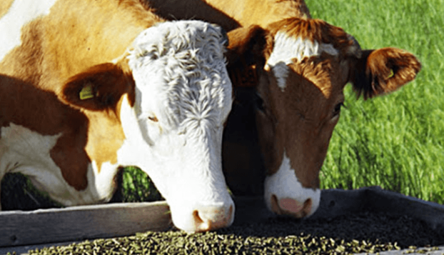 Cattle-feed-1