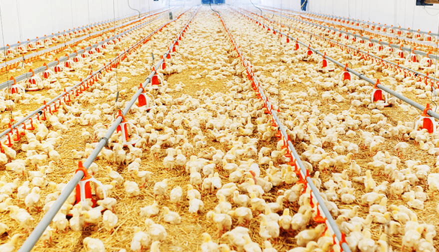 Poultry