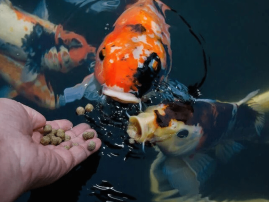 fish fish