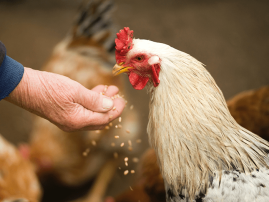 poultry-feed